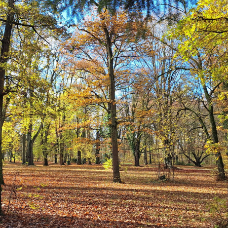 Der Herbst fing an und das spätsommerliche Farbenspiel im Schwabacher Stadtpark ist einfach schön.