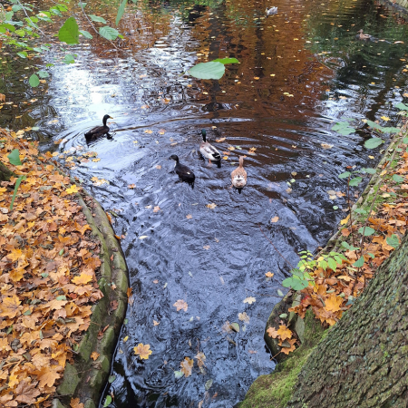 Was für eine Freude ein paar Enten machen, die fröhlich auf dem Teich schwimmen, wenn man so krank war.