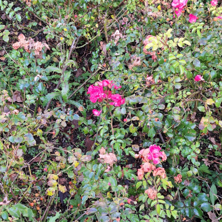 Und obwohl es schon Mitte November war, blühen noch einige der kleinen Rosen in pink.